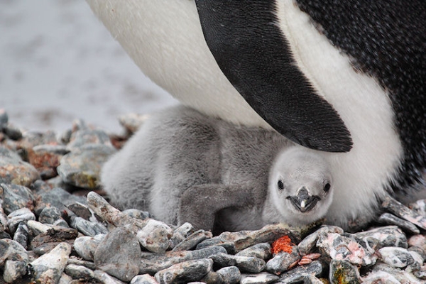 Day14_Eleph Is_PtWild_3444 (1).jpg - Chinstrap Penguin with Chick, Point Wild, Elephant Island, South Shetlands